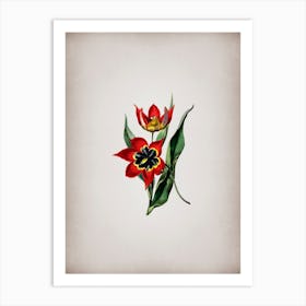 Vintage Red Strong Smelling Tulip Botanical on Parchment n.0895 Art Print