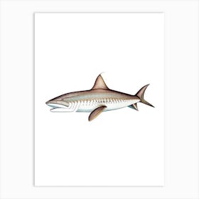 Spiny Dogfish Shark Vintage Art Print