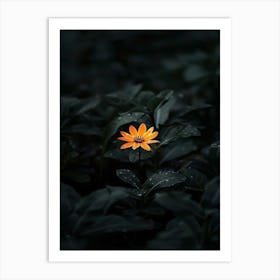 Single Flower In The Dark 106 Art Print