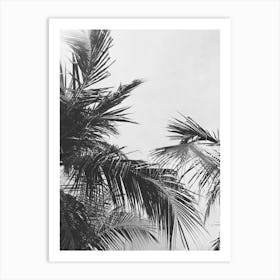 Black And White Palm Trees 1 Art Print