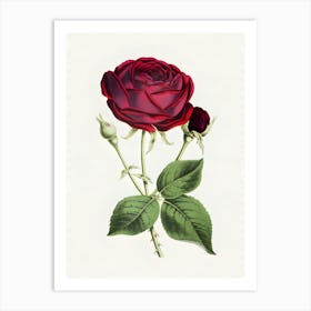 Red Rose 3 Art Print