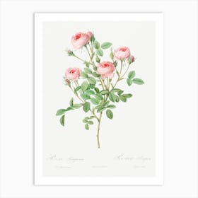 Burgundian Rose, Pierre Joseph Redoute Art Print