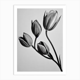 Tulips B&W Pencil 2 Flower Art Print