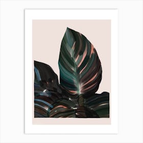 Calathea Plant Leaves Art Print