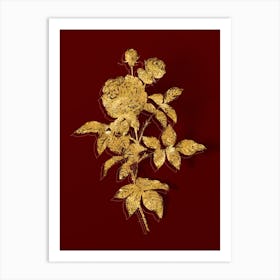 Vintage One Hundred Leaved Rose Botanical in Gold on Red n.0058 Art Print