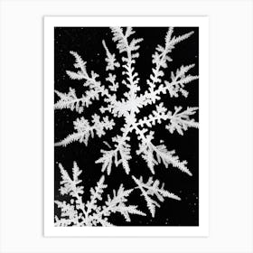 Fernlike Stellar Dendrites, Snowflakes, Black & White 3 Art Print