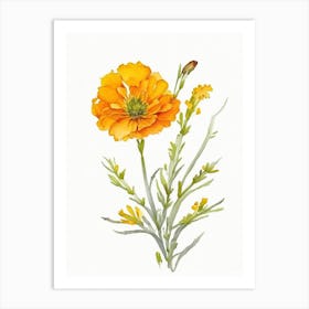 Desert Marigold Wildflower Watercolour 1 Art Print