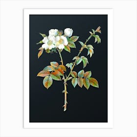 Vintage White Flowered Rose Botanical Watercolor Illustration on Dark Teal Blue n.0150 Art Print