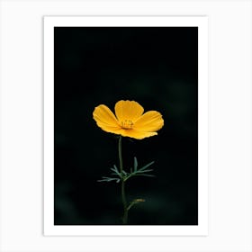 Single Yellow Cosmos Flower Art Print