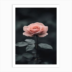 Pink Rose Wallpaper 7 Art Print