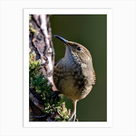 House Wren -Reimagined 14 Art Print