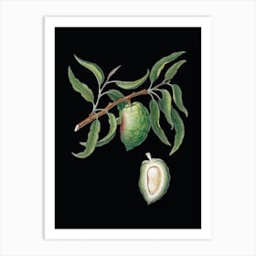 Vintage Almond Botanical Illustration on Solid Black n.0797 Art Print