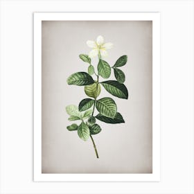 Vintage Gardenia Botanical on Parchment n.0907 Art Print