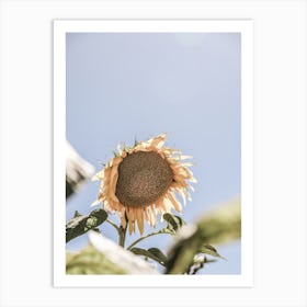 Sun Bloom Art Print
