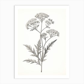 Yarrow Savory Vintage Botanical Herbs 1 Art Print