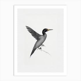 Cormorant B&W Pencil Drawing 1 Bird Art Print