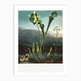 American Bog Plants From The Temple Of Flora (1807), Robert John Thornton Art Print