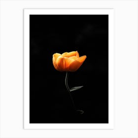 Single Orange Flower On Black Background 11 Art Print