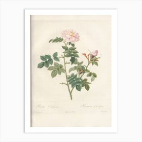 Rose Illustration, Pierre Joseph Redoute (90) Art Print