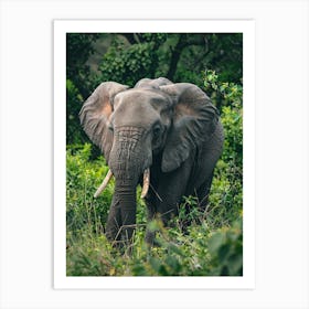 Elephant In The Wild Art Print