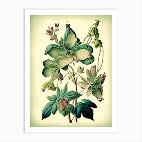 Columbine 2 Floral Botanical Vintage Poster Flower Art Print