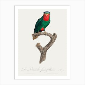 The Blue Crowned Lorikeet From Natural History Of Parrots, Francois Levaillant Art Print