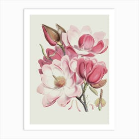 Magnolia 2 Art Print