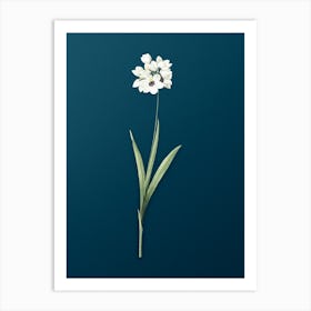 Vintage Ixia Maculata Botanical Art on Teal Blue n.0028 Art Print