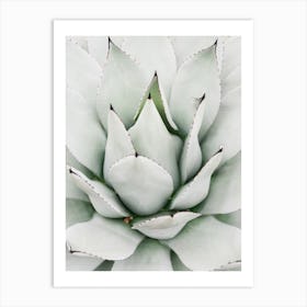 Agave Art Print