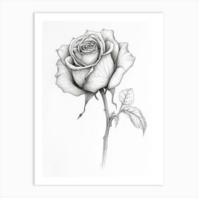 English Rose Black And White Line Drawing 9 Art Print