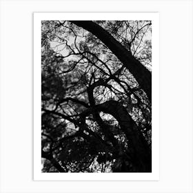 Black tree silhouette Art Print