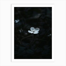 Single Flower In The Dark 102 Art Print