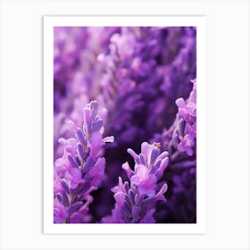 Lavender Flowers 2 Art Print