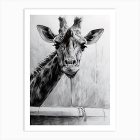 Giraffe In The Bath Pencil Drawing 2 Art Print