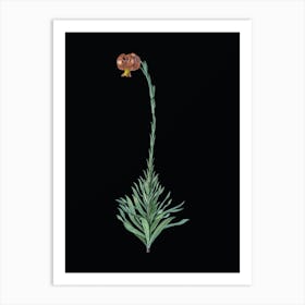 Vintage Scarlet Martagon Lily Botanical Illustration on Solid Black n.0029 Art Print