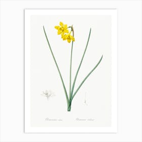 Narcissus Odorus Illustration, Pierre Joseph Redoute Art Print