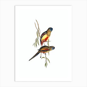 Vintage Crimson Bellied Parakeet Bird Illustration on Pure White Art Print