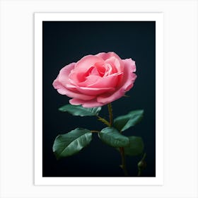 Pink Rose 24 Art Print