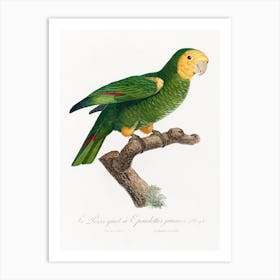 The Yellow Shouldered Amazon From Natural History Of Parrots, Francois Levaillant 2 Art Print