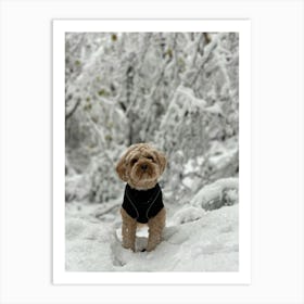 Cavapoo In The Snow Art Print