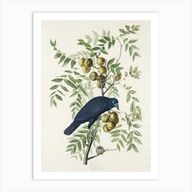 American Crow   Birds Of America, John James Audubon Art Print