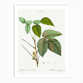 Poison Ivy, Pierre Joseph Redoute Art Print
