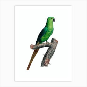 Vintage Rose Ringed Parakeet Bird Illustration on Pure White 2 Art Print