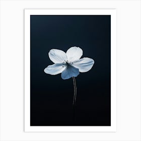 White Flower On Black Background 5 Art Print