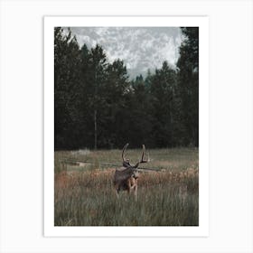 Deer Looking Back Art Print