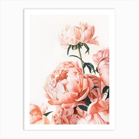 Peonies Art Print