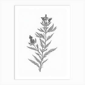 Skullcap Herb William Morris Inspired Line Drawing 1 Art Print