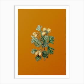 Vintage Aronia Thorn Flower Botanical on Sunset Orange n.0038 Art Print
