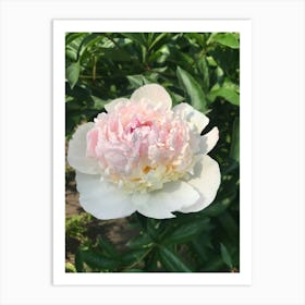 Img 4570   Peony paradise Art Print