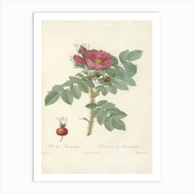 Rose Illustration, Pierre Joseph Redoute, Pierre Joseph Redoute(125) Art Print